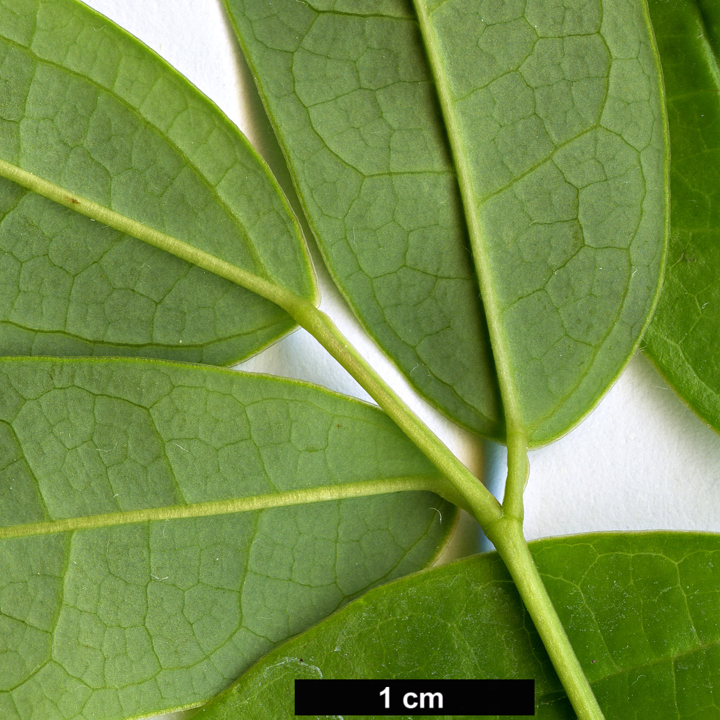 High resolution image: Family: Lardizabalaceae - Genus: Stauntonia - Taxon: aff. libera